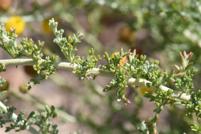 African Sheepbush has small greenish-gray leaves that are fascicled (in bundles similar to pine needles); the leaves are divided pinnately with linear lobes and minute glands. Pentzia incana